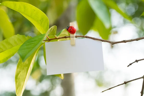 Tarjeta en blanco con fondo de verano — Foto de Stock