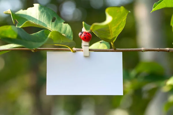 Tarjeta en blanco con fondo de resorte — Foto de Stock