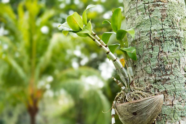 Orchideenpflanzung in Kokosnussschale — Stockfoto