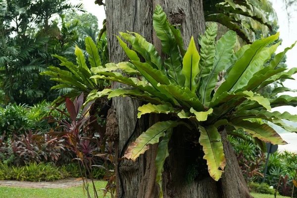 Ferns on tree — Stock Photo, Image