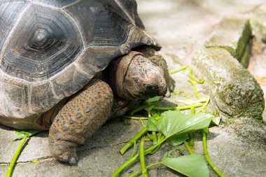 Aldabra dev kaplumbağası.