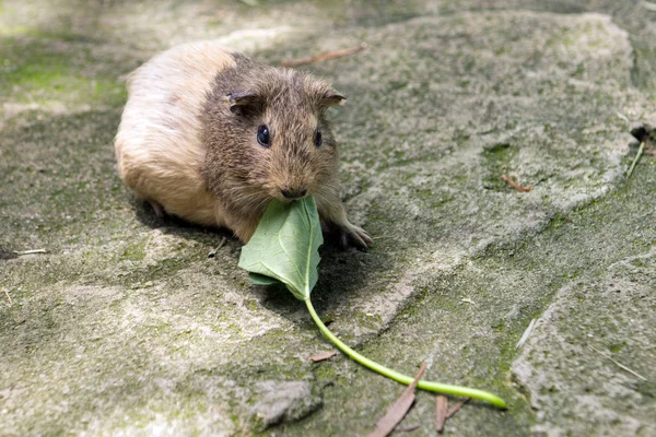 Hamster eating vegetable