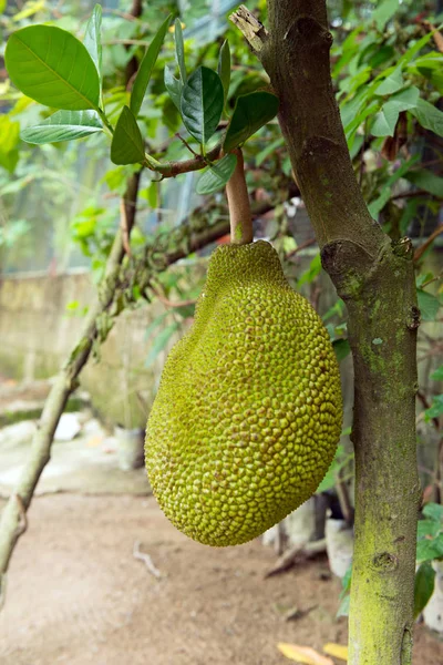 Jackfruit sull'albero — Foto Stock