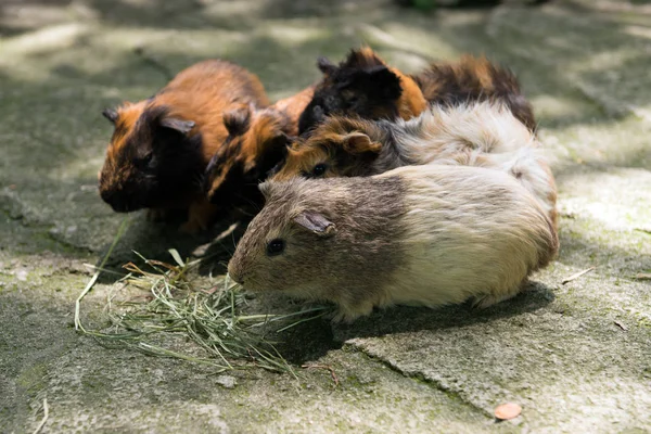 Hamsters eating grass — Stock Photo, Image