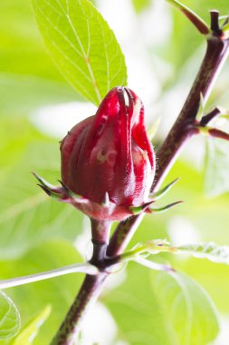 Roselle meyve bitki üzerinde