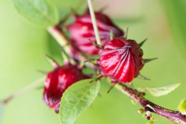 Roselle meyve bitki üzerinde
