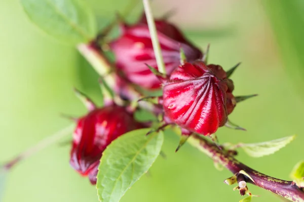 Фрукты Roselle на растении — стоковое фото