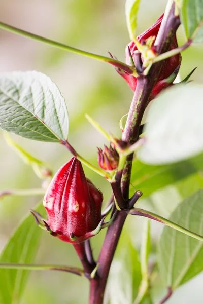 Roselle ovoce na rostlině — Stock fotografie