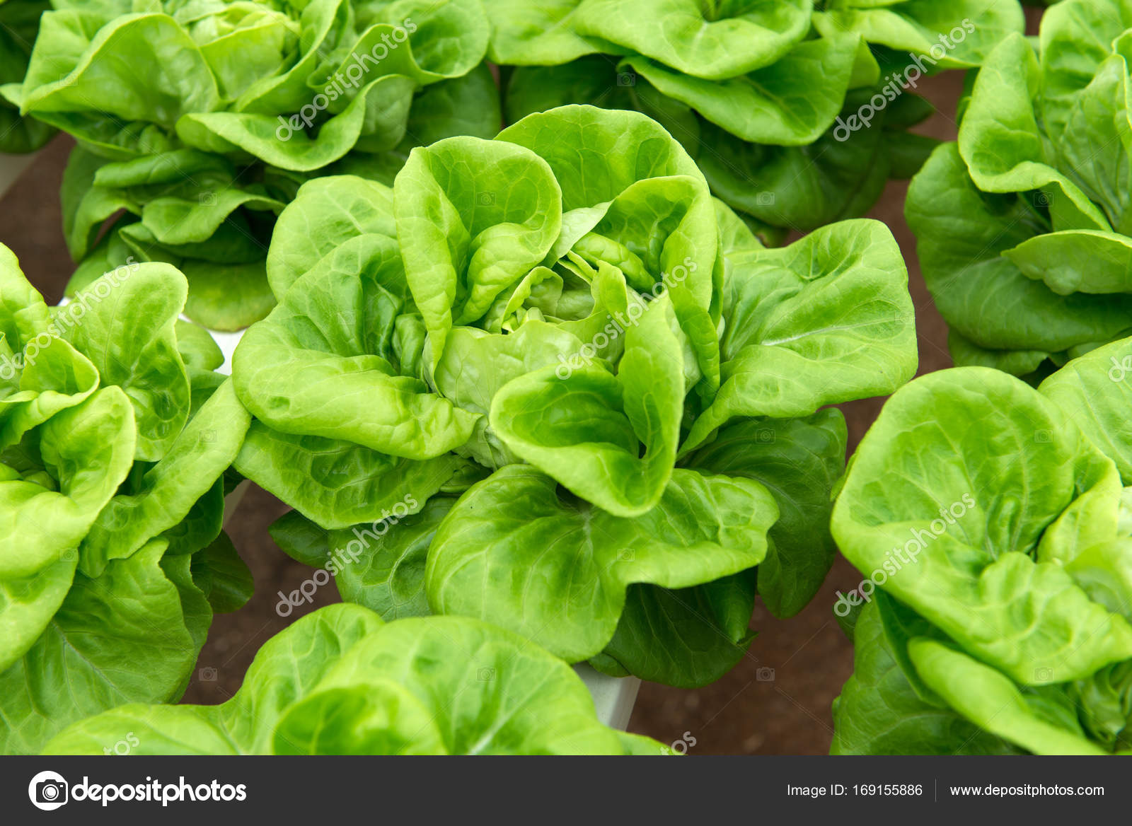 Hydroponic butterhead lettuce — Stock Photo © shirotie 169155886
