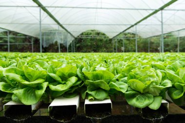 Hydroponic ekmeğiiçine marul