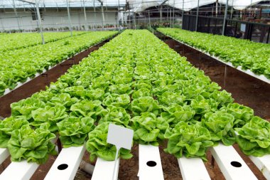 Hydroponic ekmeğiiçine marul