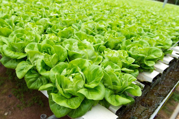 Гидропонный салат с бабочкой
