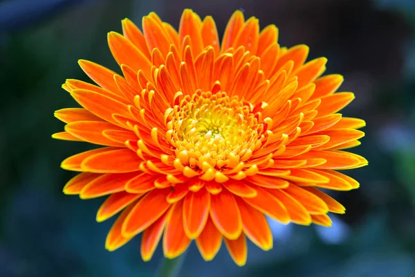 Gerbera orange en gros plan — Photo