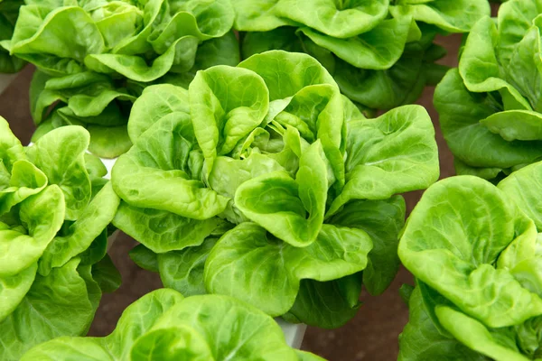 Hydroponic butterhead lettuce — Stock Photo, Image