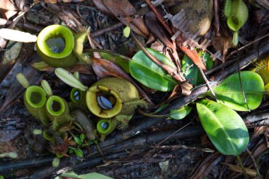 Sürahi bitkiler zeminde