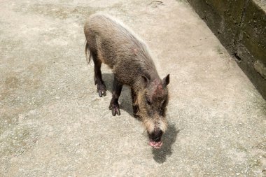 yaban domuzu yakın çekim