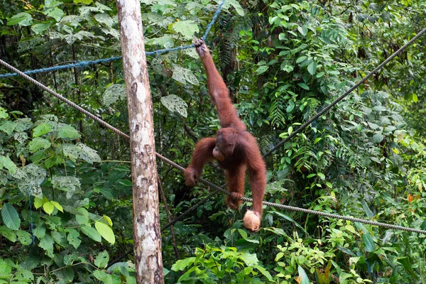 Orang utan Borneo — Stock Photo, Image