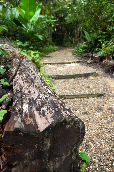 Fallen tree trunk in rainforest — Stock Photo, Image