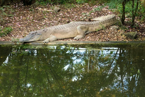 Krokodyl różańcowy w farmie — Zdjęcie stockowe