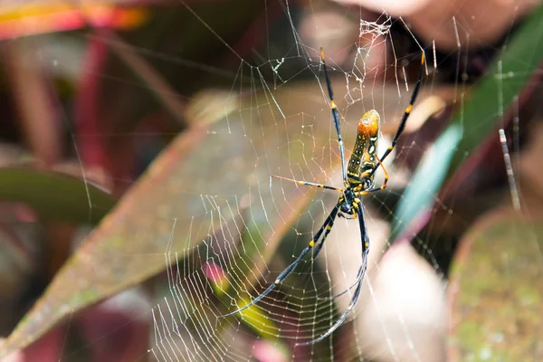 Spider making web — Stock Photo, Image