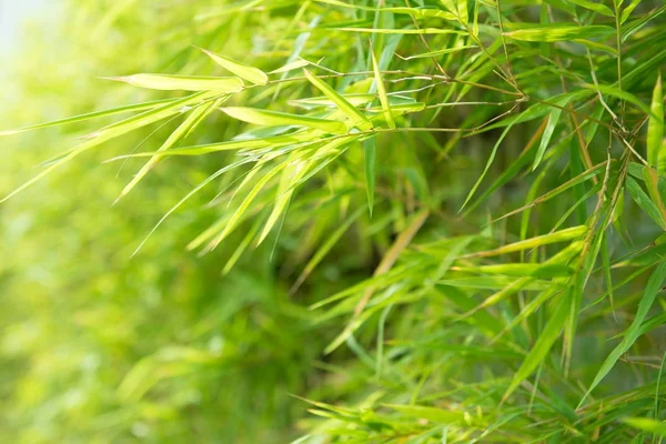Zielony bambus liście tło — Zdjęcie stockowe