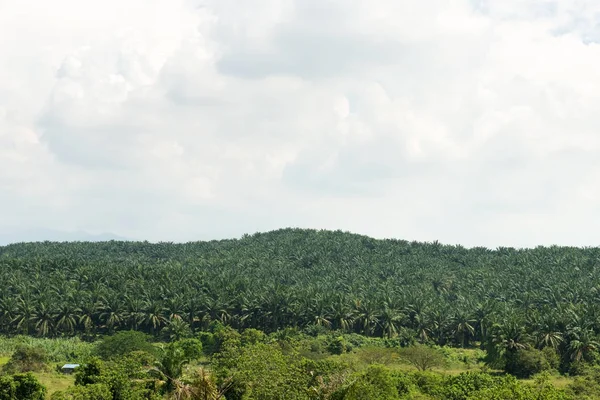 Palmöl-Plantage — Stockfoto