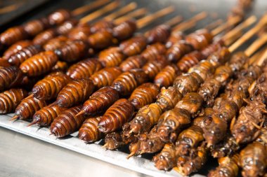 Izgara ve kızarmış ipekböceği pupa Stick