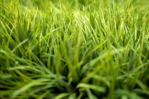 Низкий угол обзора искусственной травы — стоковое фото