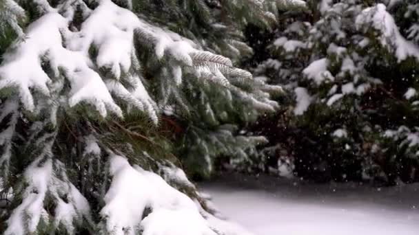 Yavaş çekimde karla kaplı Firavun dalları — Stok video
