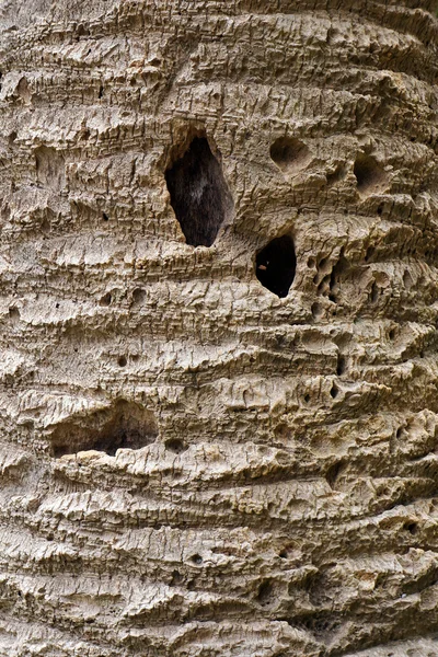 Bark of old palm tree. — Stock Photo, Image