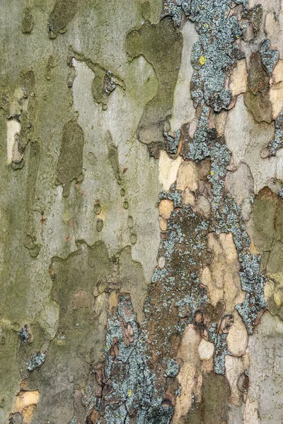 Bark of old plane tree. — Stock Photo, Image