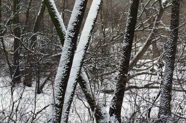 雪に覆われた冬の森. — ストック写真