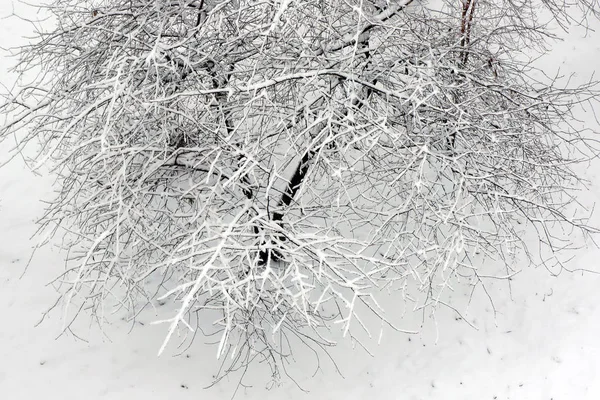 雪の中の桜の木. — ストック写真