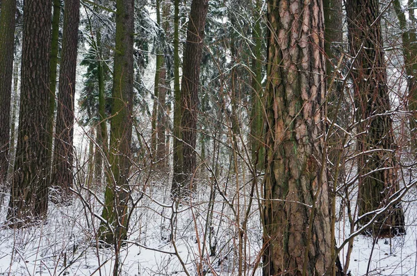 Furuskog om vinteren. – stockfoto