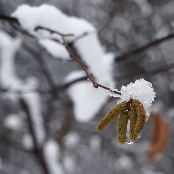 Neve em pepinos de amieiro . — Fotografia de Stock