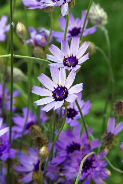 Catananche λουλούδια (Έρως βέλος). — Φωτογραφία Αρχείου
