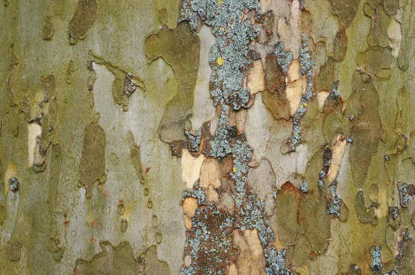 Bark of old plane tree (sycamore). — Stock Photo, Image