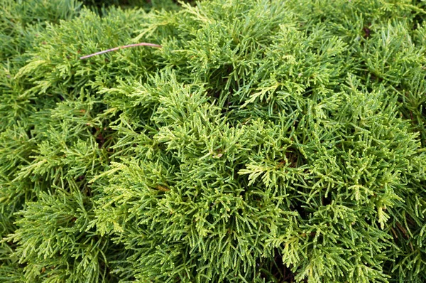 Thuja. Természetes zöld háttér. — Stock Fotó