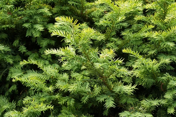 Árbol de tejo. Crecimiento de ramas con agujas verdes . — Foto de Stock