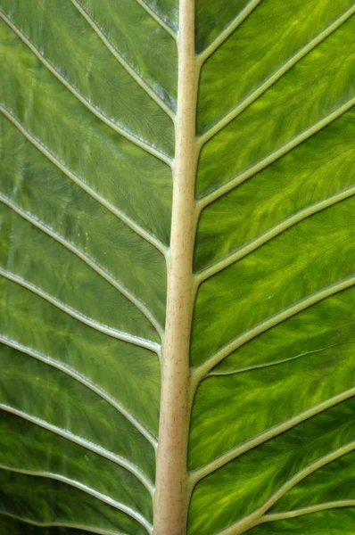 Texture delle foglie. Sfondo verde . — Foto Stock