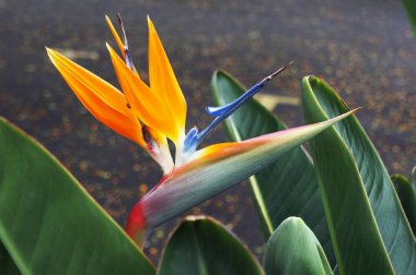 Bird-of-paradise flower (Strelitzia reginae).        clipart