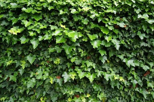 Břečťan (Hedera). Přírodní zelené pozadí. — Stock fotografie