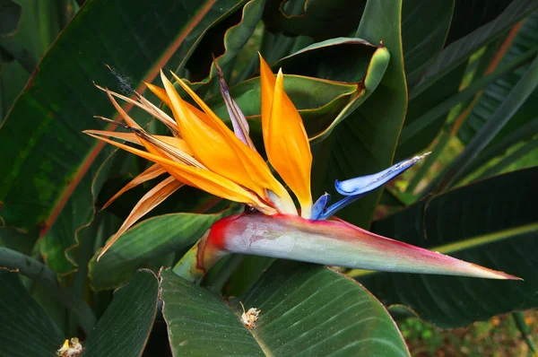 Flor de pájaro del paraíso (Strelitzia reginae ). —  Fotos de Stock