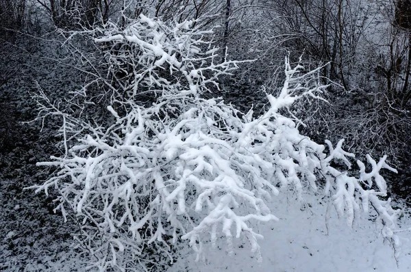 冬の降雪後のツリー. — ストック写真