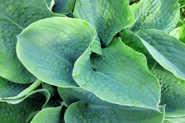 Foliage of decorative plant Hosta (Funkia).