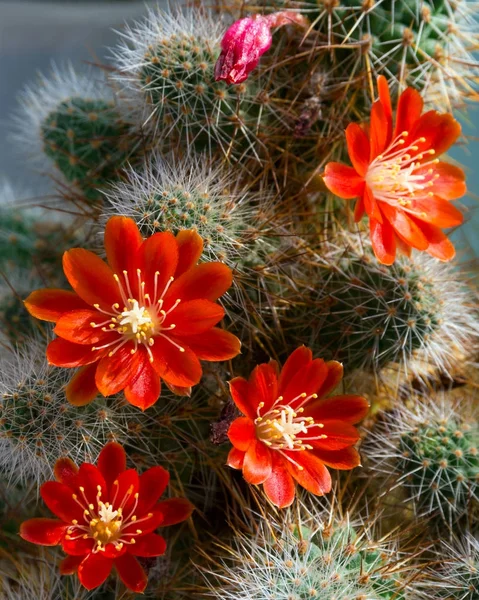 Cactus Aylostera with red flowers. — Stock Photo, Image