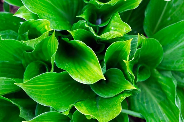 Gebladerte van decoratieve plant Hosta (Funkia). — Stockfoto