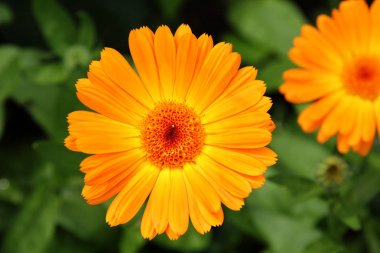 Calendula officinalis çiçek.