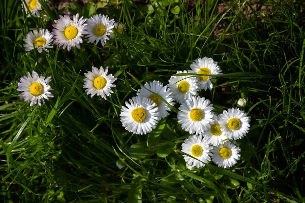 Marguerite daisy (Bellis perennis) flores . — Fotografia de Stock