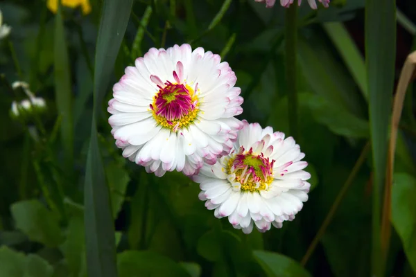 Marguerite (Bellis perennis) százszorszép virág. — Stock Fotó